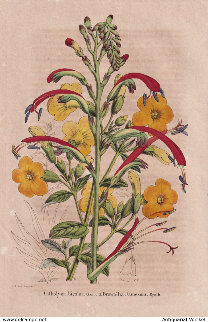 Antholyza Bicolor - Browallia Jamesoni - Chasmanthe / Colombia Kobumbien / Flower Blume Flowers Blumen / Pflan - Prints & Engravings