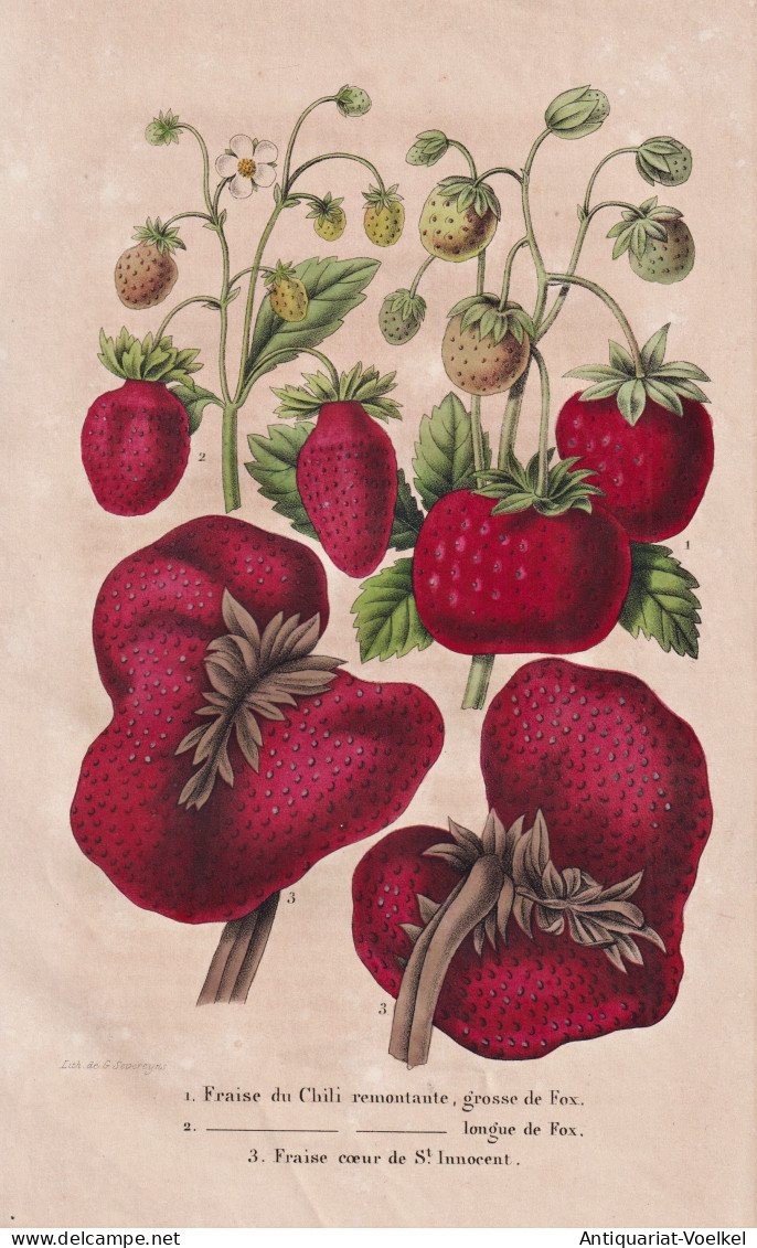 Fraise Du Chili... - Erdbeere Erdbeeren Strawberry Strawberries / Obst Fruit / Pomologie Pomology / Pflanze Pl - Estampas & Grabados
