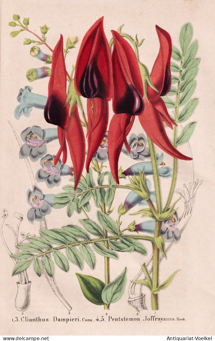 Clianthus Dampieri - Pentstemon Joffrayanus - Australia Australien / Swainsona Formosa Wüstenerbse / Bartfade - Stiche & Gravuren
