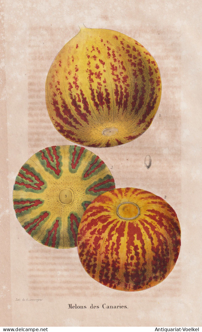 Melons Des Canaries - Melone Melonen Melons / Canaries Kanarische Inseln / Obst Fruit / Pomologie Pomology / P - Estampes & Gravures