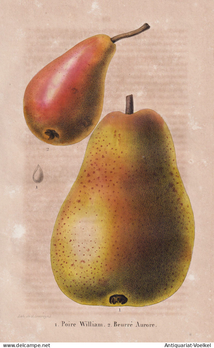 Poire Wiliam - Pourre Aurore - Birne Pear Birnbaum Birnen / Obst Fruit / Pomologie Pomology / Pflanze Planzen - Estampes & Gravures