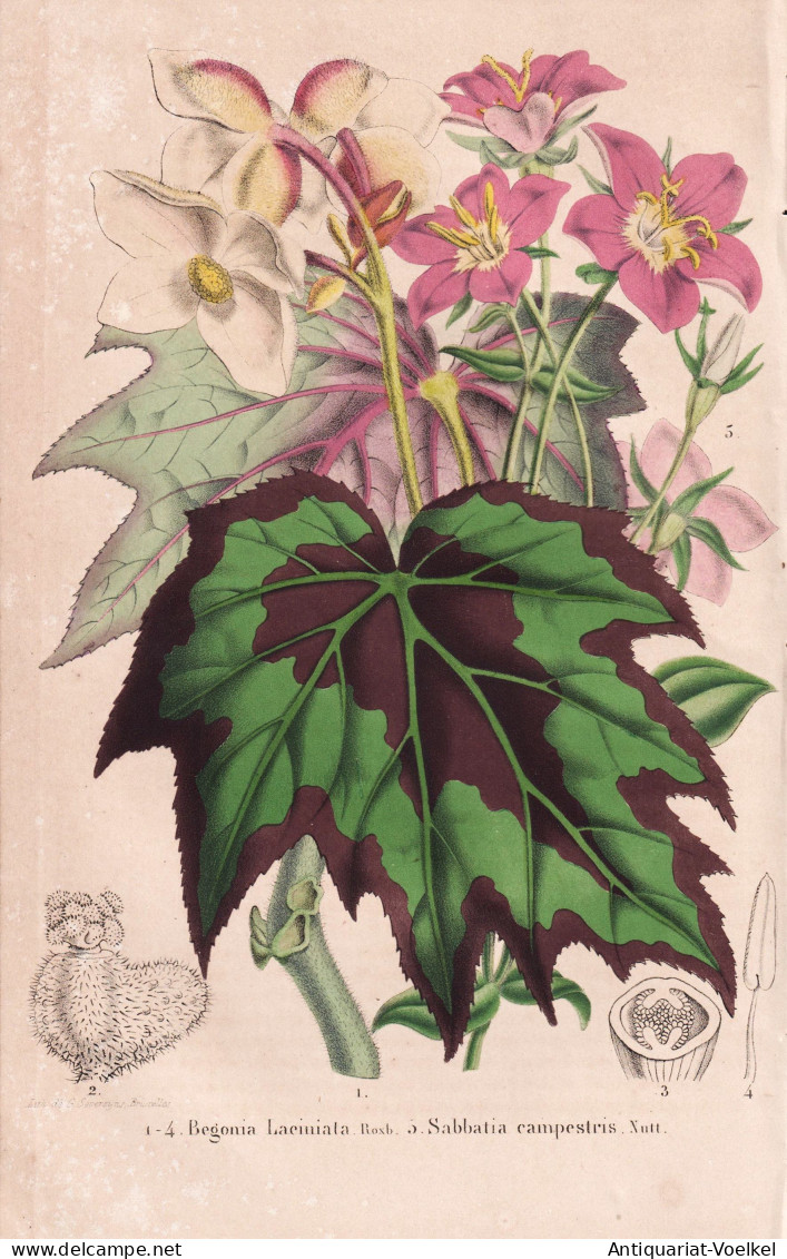 Begonia Laciniata - Sabbatia Campestris - Bangladesh Bangladesch / Meadow Pink Sabatia / North America Nordame - Estampes & Gravures