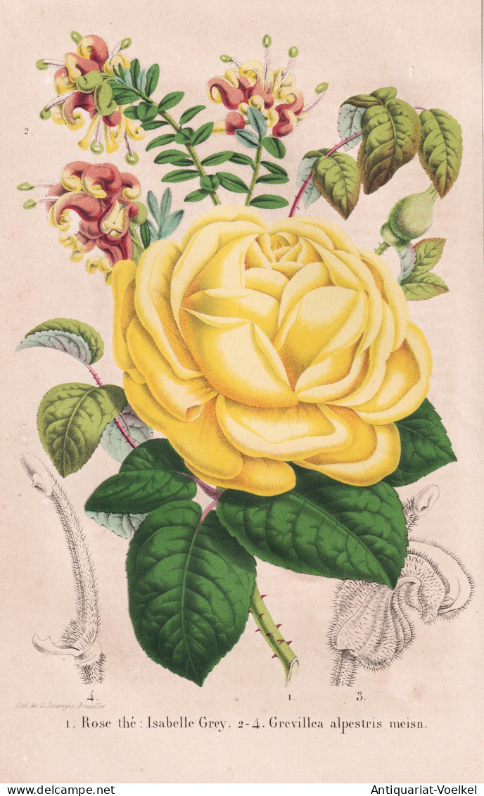 Rose The Isabelle Grey - Grevillea Alpestris Meisn. - Rosea / Neuseeland New Zealand / Pflanze Planzen Plant P - Prints & Engravings