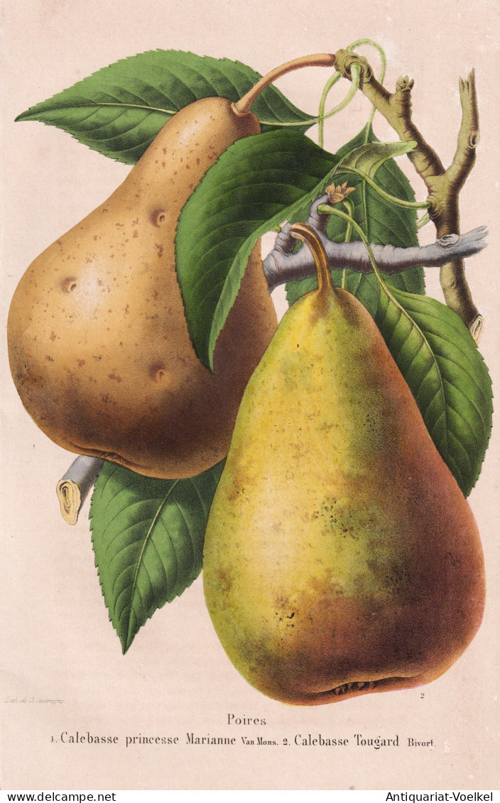 Poires - Calebasse Princesse Marianne - Calebasse Tougard - Poire Pear Birne Pear Tree Birnenbaum / Obst Fruit - Prints & Engravings