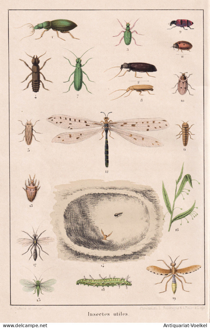 Insectes Utiles - Käfer Raupe Mücken Libelle Beetle Caterpillar Mosquito Dragonfly / Insekten Insekt Insects - Prints & Engravings