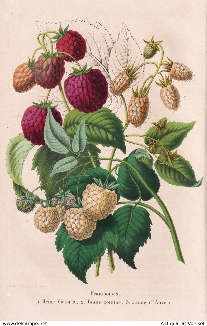 Framboise - Himbeere Raspberry Himbeeren / Obst Fruit / Pomologie Pomology / Pflanze Planzen Plant Plants / Bo - Prenten & Gravure