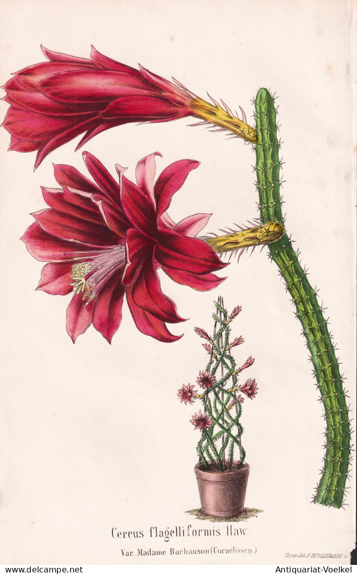 Cereus Flagelliformis Haw. - Cactus Kakteen Kaktus / Mexiko Mexico / Pflanze Planzen Plant Plants / Flower Flo - Prenten & Gravure