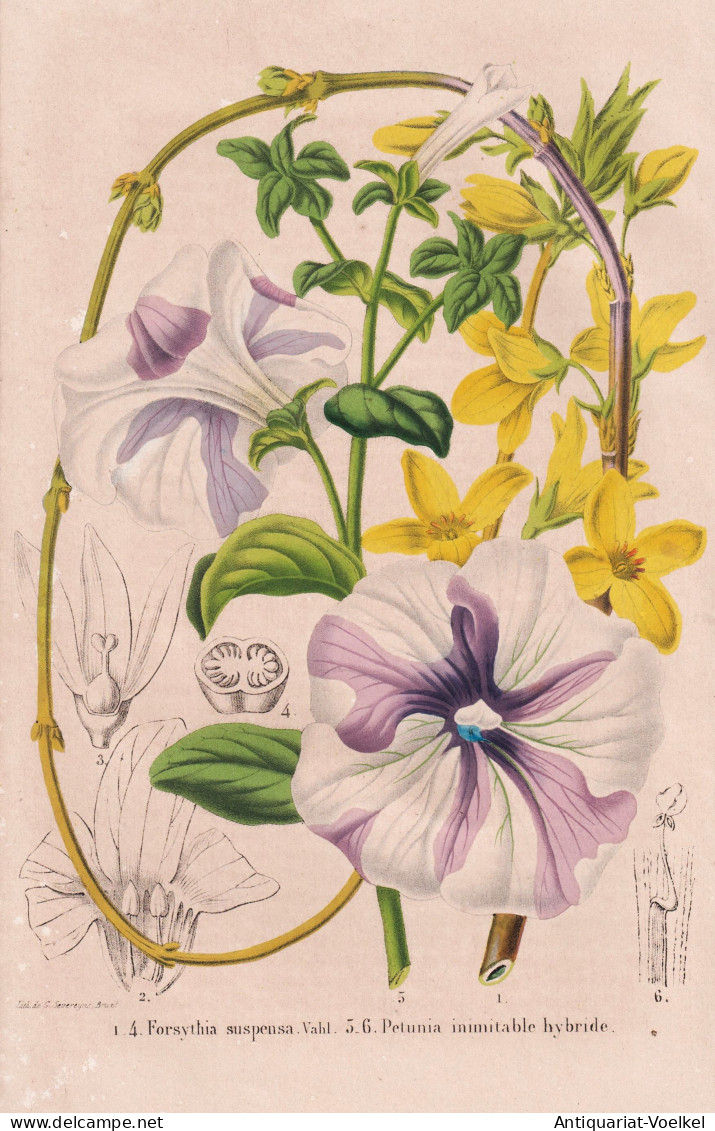 Forsythia Suspensa - Petunia Inimitable Hybride - China / Petunias Petunien / Pflanze Planzen Plant Plants / F - Estampas & Grabados