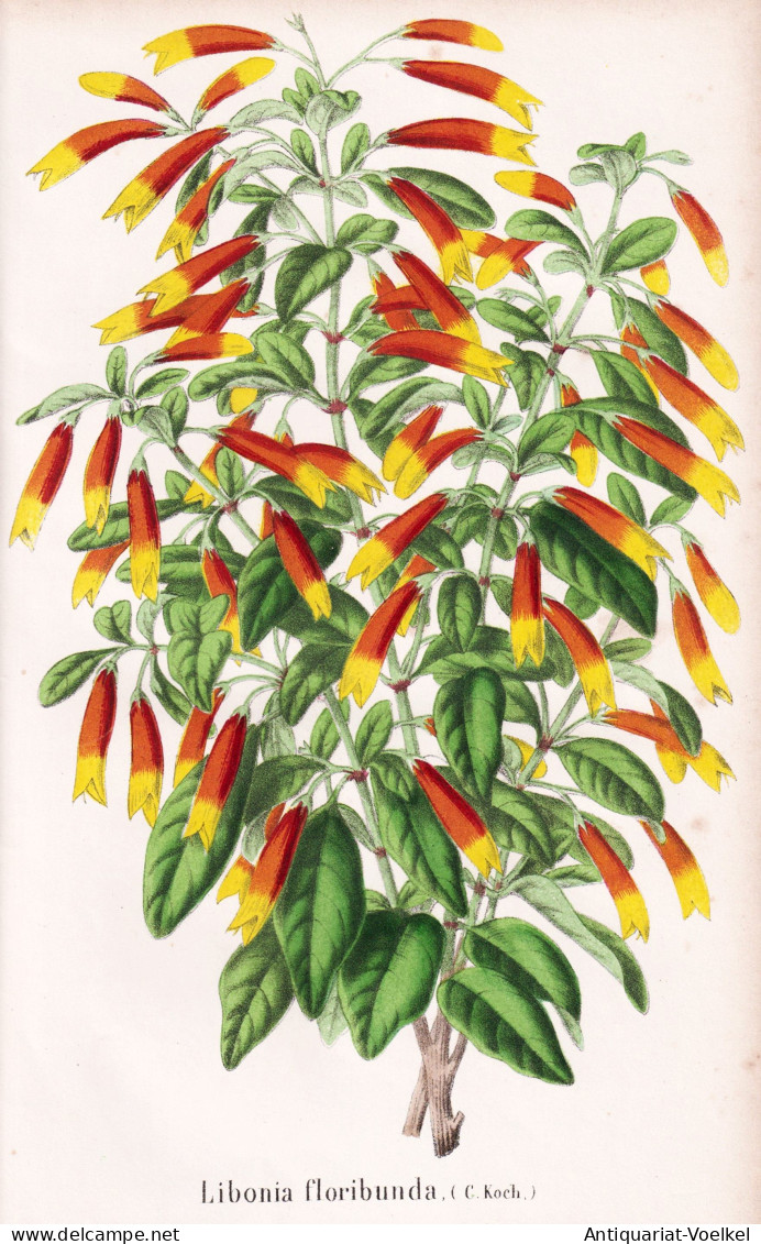 Libonia Floribunda - Justicia Floribunda Brazilian Fuchsia / Brazil Brasil Brasilien / Pflanze Planzen Plant P - Prenten & Gravure