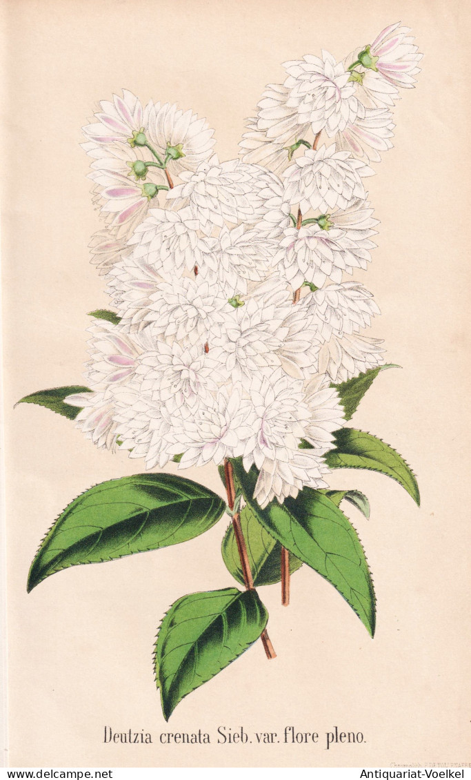 Deutzia Crenata Sieb. Var. Flore Pleno - Japan / Pflanze Planzen Plant Plants / Flower Flowers Blume Blumen / - Estampes & Gravures