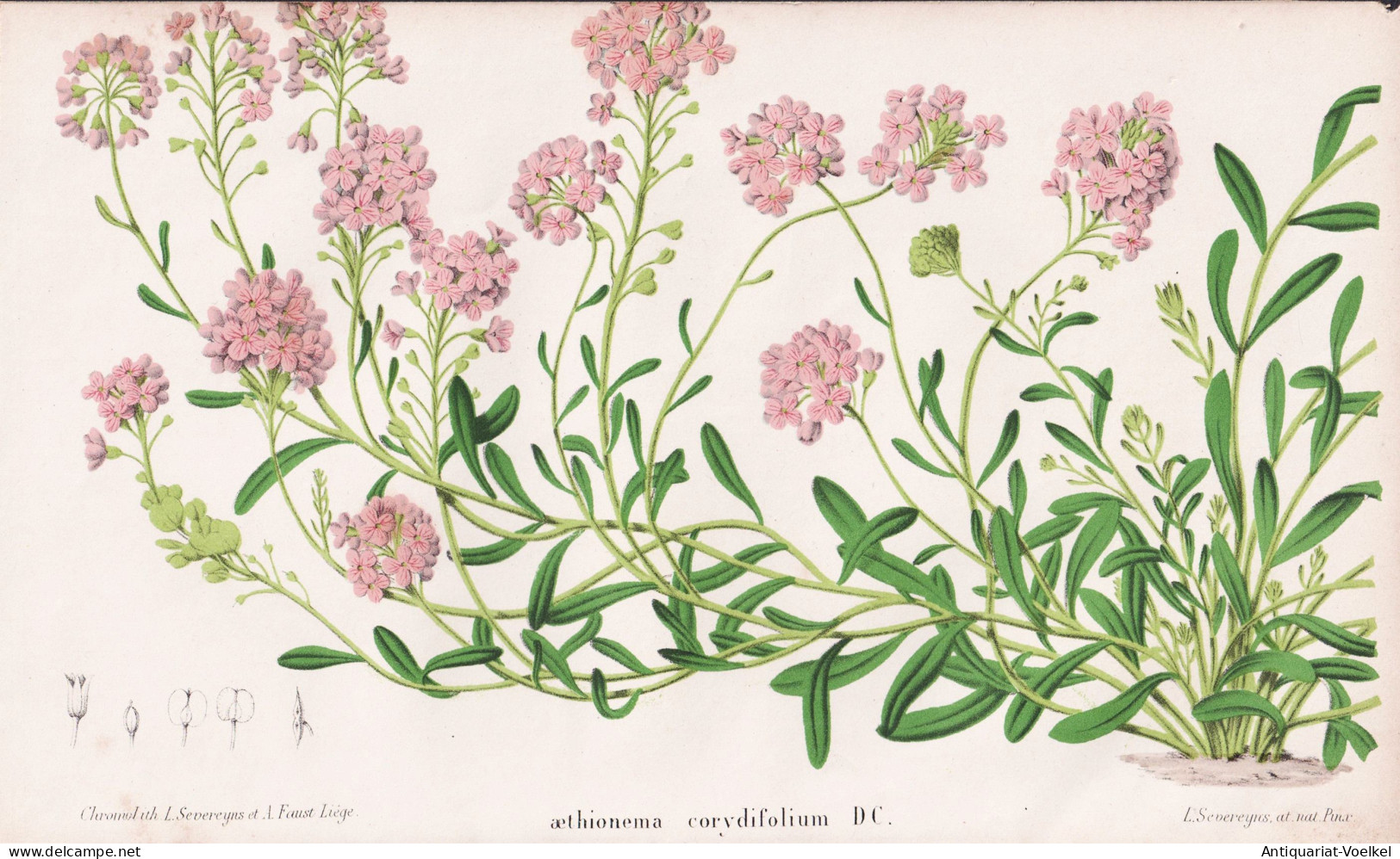 Aethionema Corydifolium DC. - Steintäschel Lebanon / Pflanze Planzen Plant Plants / Flower Flowers Blume Blum - Estampes & Gravures