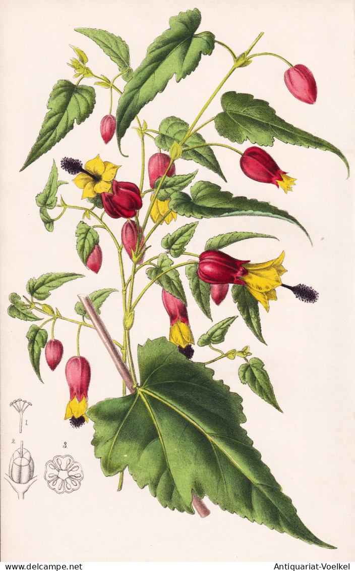 Abutilon Vexillarium - Malve Mallow / Indien India / Pflanze Planzen Plant Plants / Flower Flowers Blume Blume - Prenten & Gravure