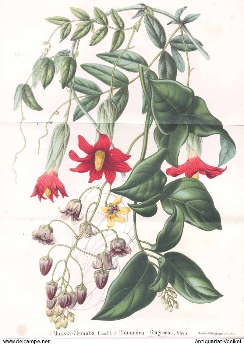 Mulisia-Clematis - Pionandra-fragrans - Clematis Klematis Waldrebe Waldreben / Pflanze Planzen Plant Plants / - Prints & Engravings