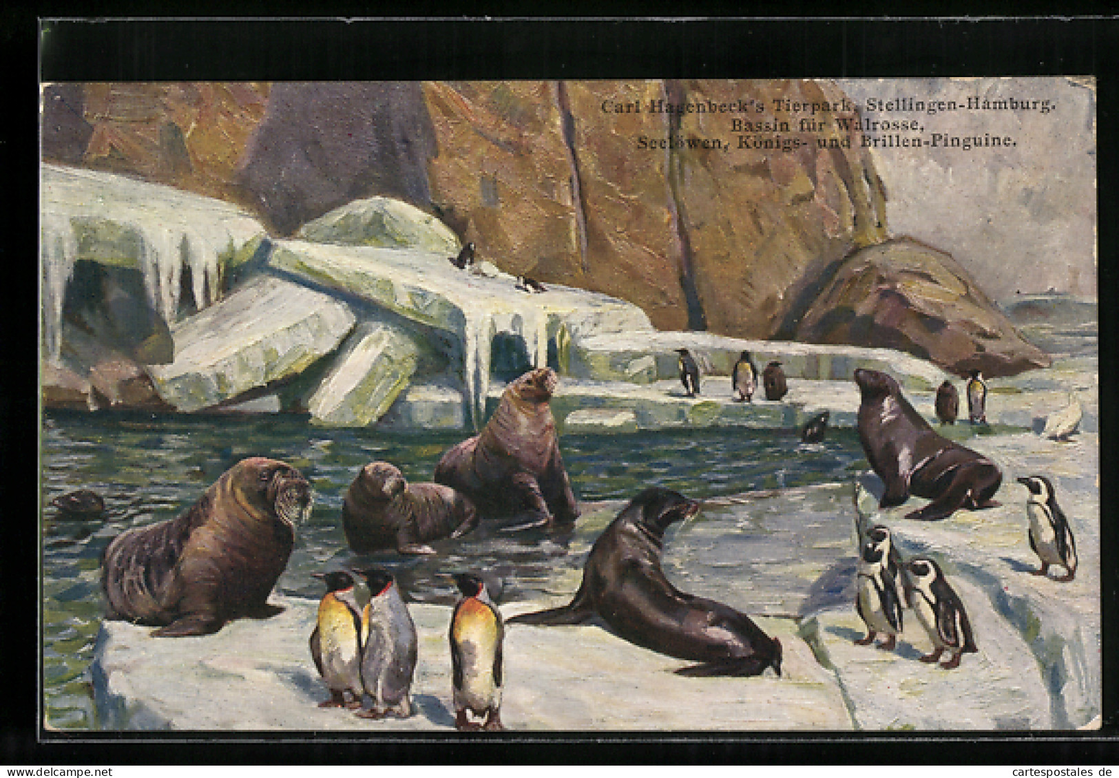 AK Bassin Für Walrosse, Seelöwen Und Brillenpinguine, Carl Hagenbeck's Tierpark, Stellingen-Hamburg  - Autres & Non Classés