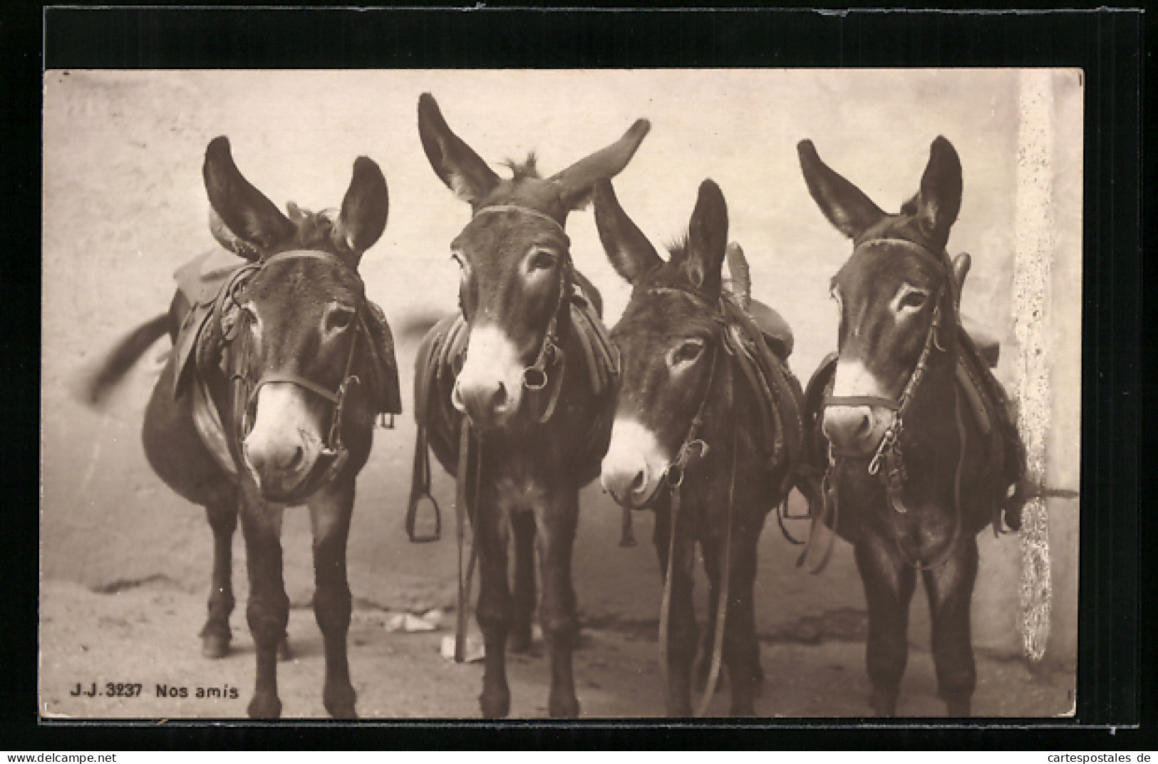 AK Vier Gesattelte Esel, Portrait  - Donkeys