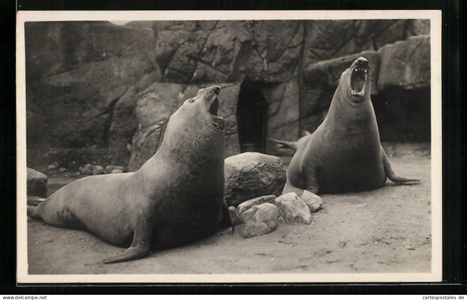 AK Altona-Stellingen, Hagenbeck`s Tierpark, Brüllende See-Elefanten  - Autres & Non Classés