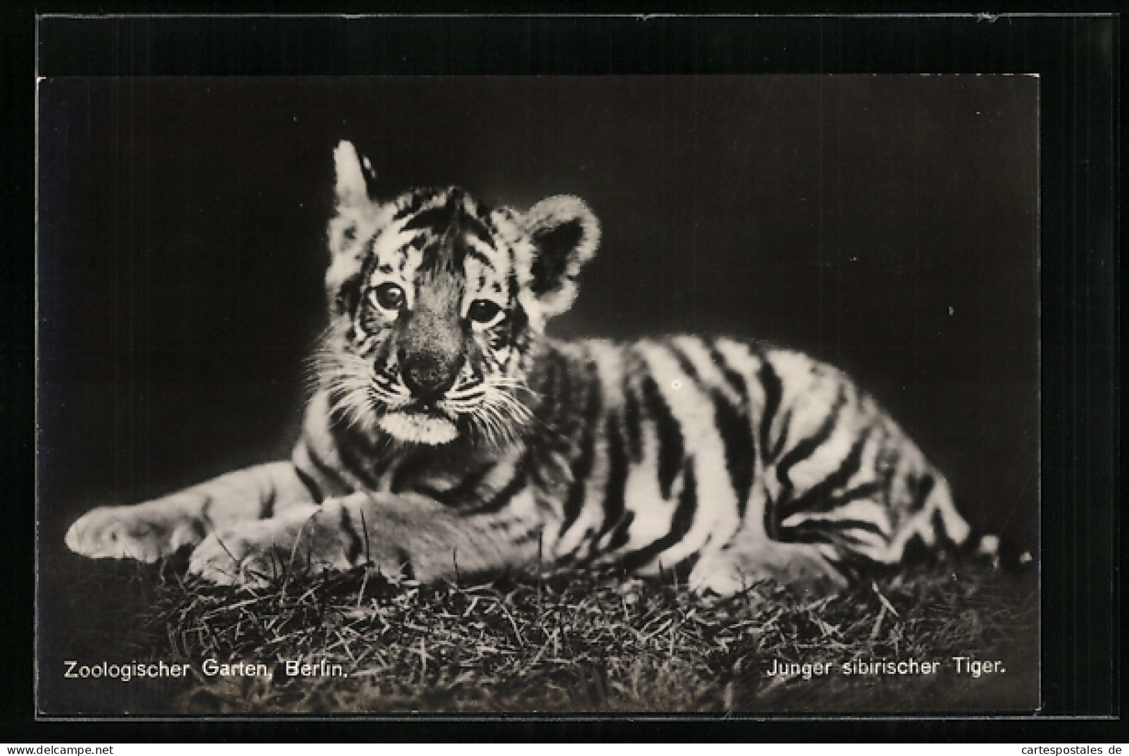 AK Berlin, Junger Sibirischer Tiger Im Zoo  - Tiger