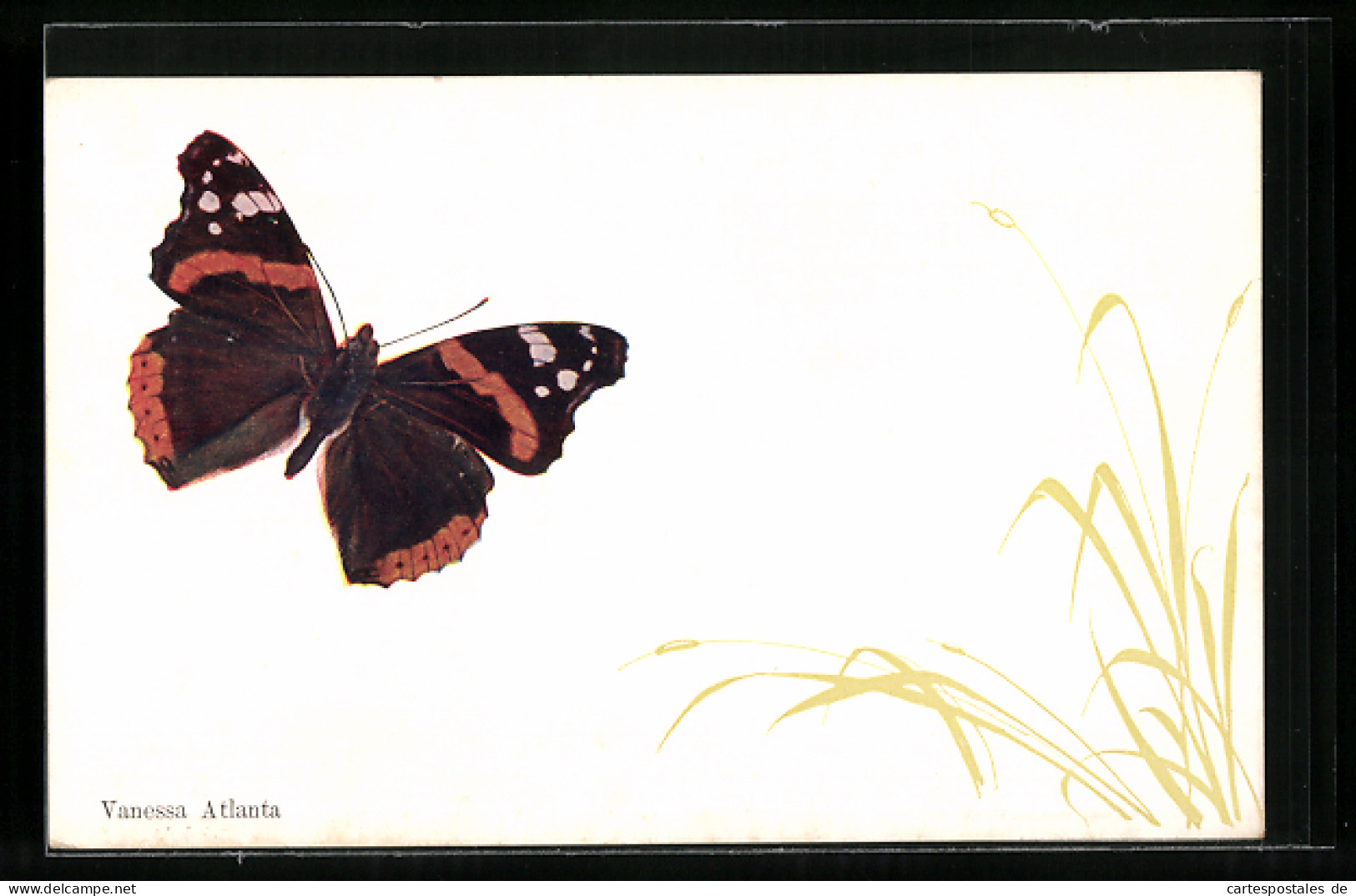 AK Schmetterling, Vanessa Atlanta Mit Zarten Blumen  - Insectes