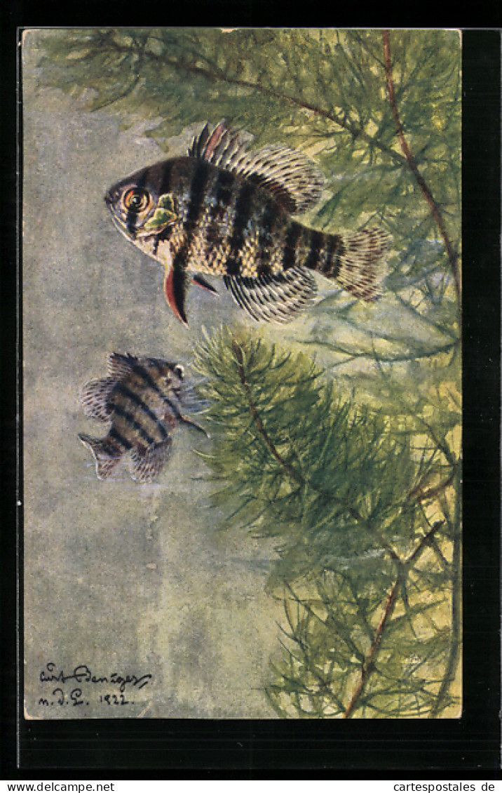 Künstler-AK Mesogonistius Chaetodon Baird  - Fische Und Schaltiere