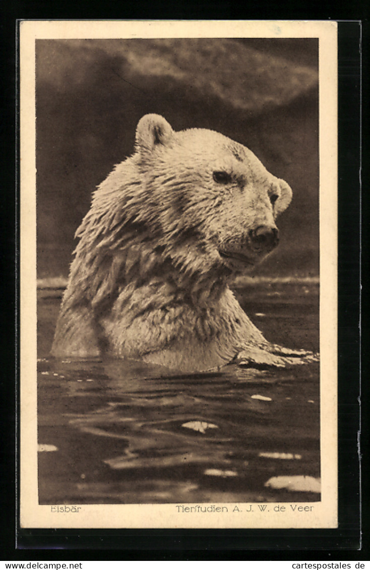 AK Eisbär Im Wasser, Portrait  - Bären