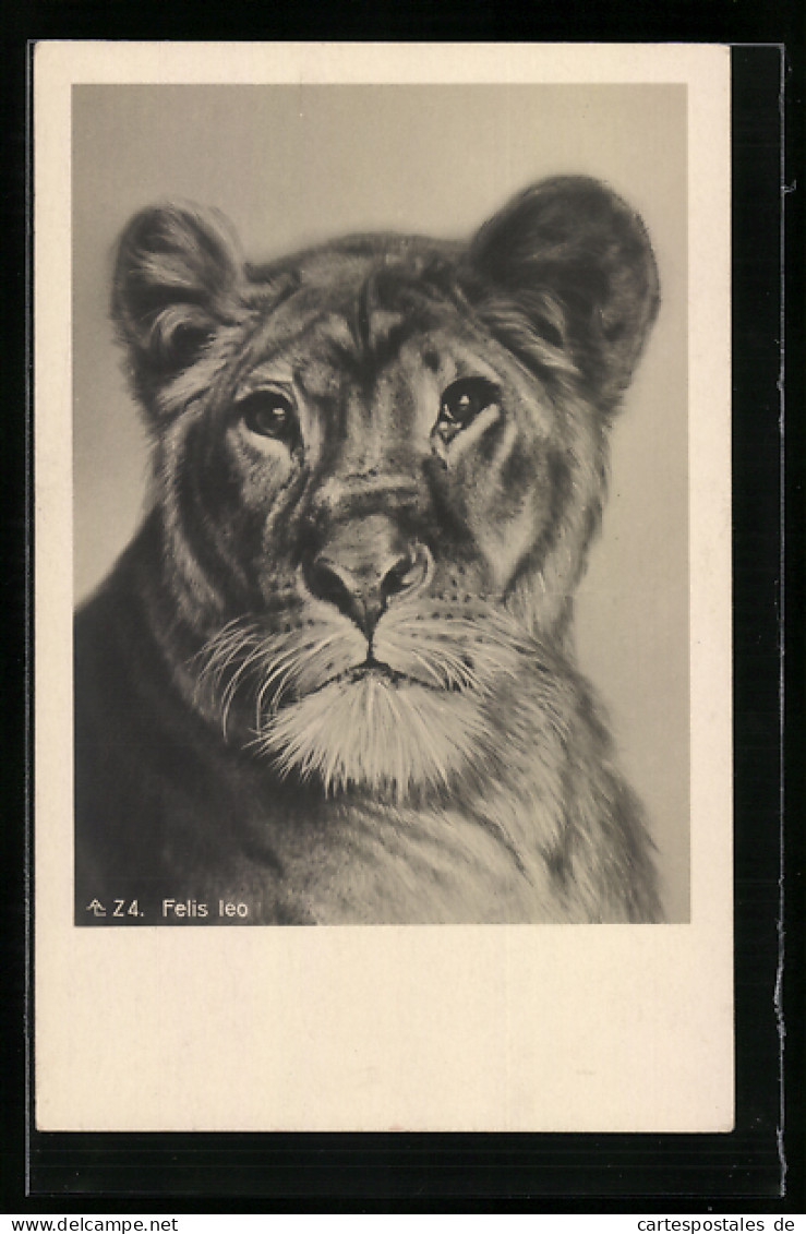 AK Löwin (Felis Leo), Portrait  - Tigres