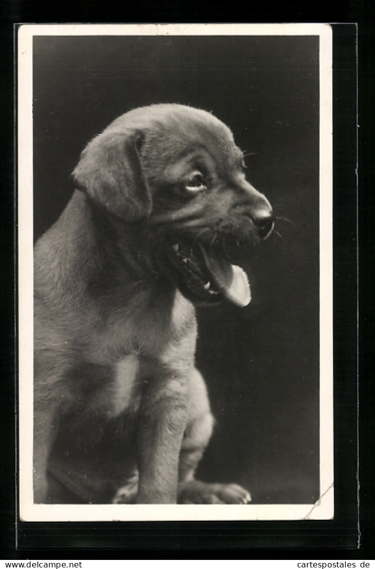 AK Gähnender Hundewelpe, Portrait  - Honden