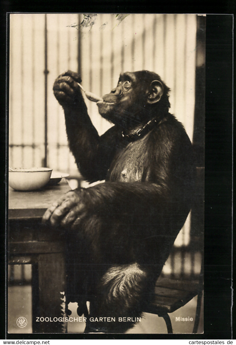 AK Berlin, Schimpanse Missie Beim Essen Mit Löffel Im Zoo  - Affen
