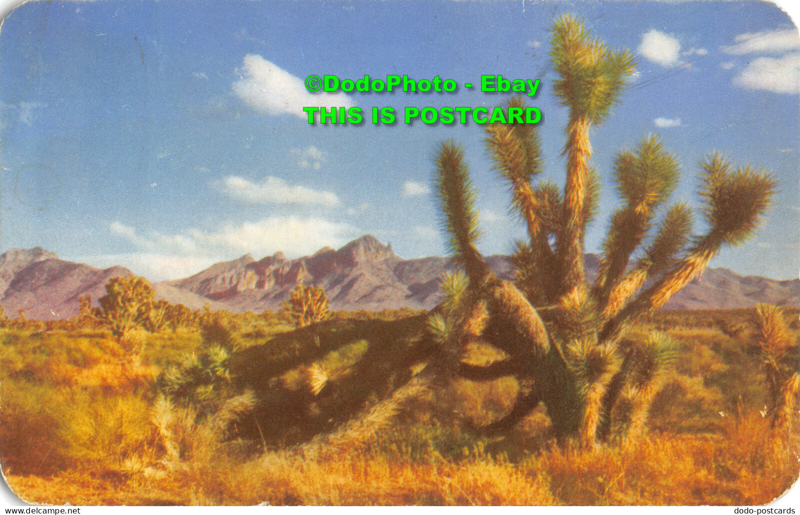 R355860 Joshua. Tree On The Desert. Bob Petley. Kodachrome By Esther Henderson. - Monde