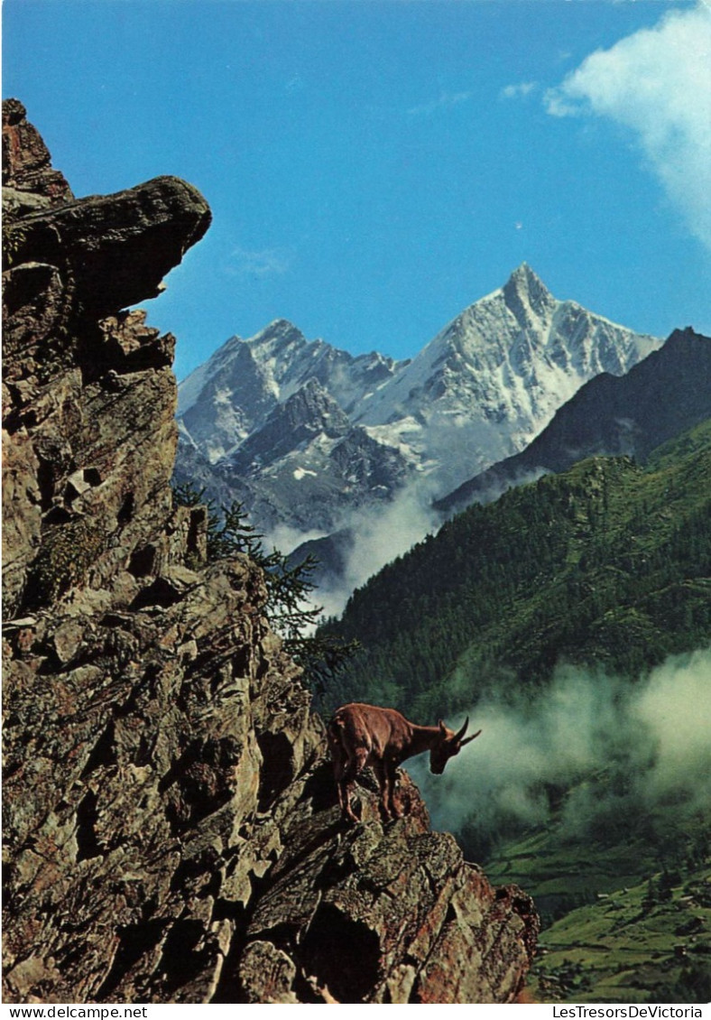 SUISSE - Steinbock - Bouquetin - Ibox - Stambecco - Carte Postale - Autres & Non Classés