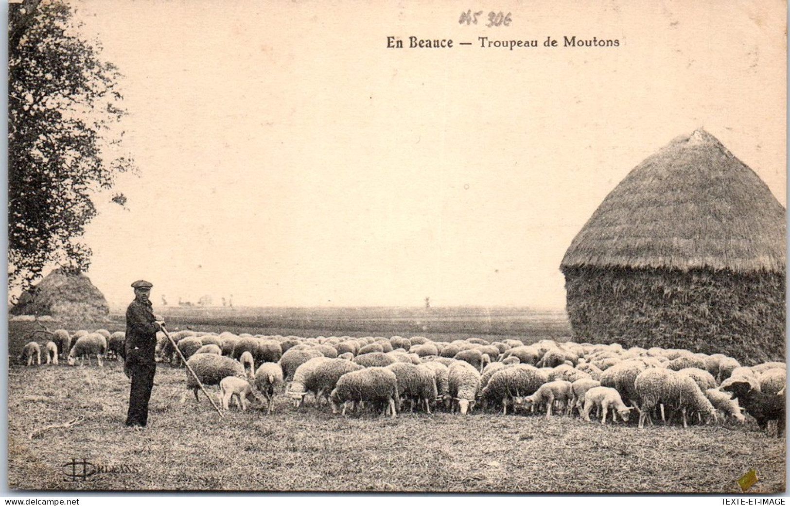 45 - En Beauce - Troupeau De Moutons  - Autres & Non Classés