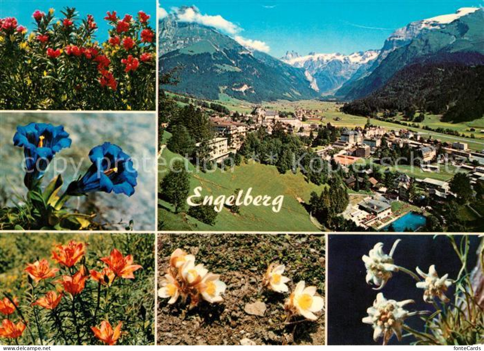 13169267 Engelberg OW Blumen Engelberg OW - Andere & Zonder Classificatie