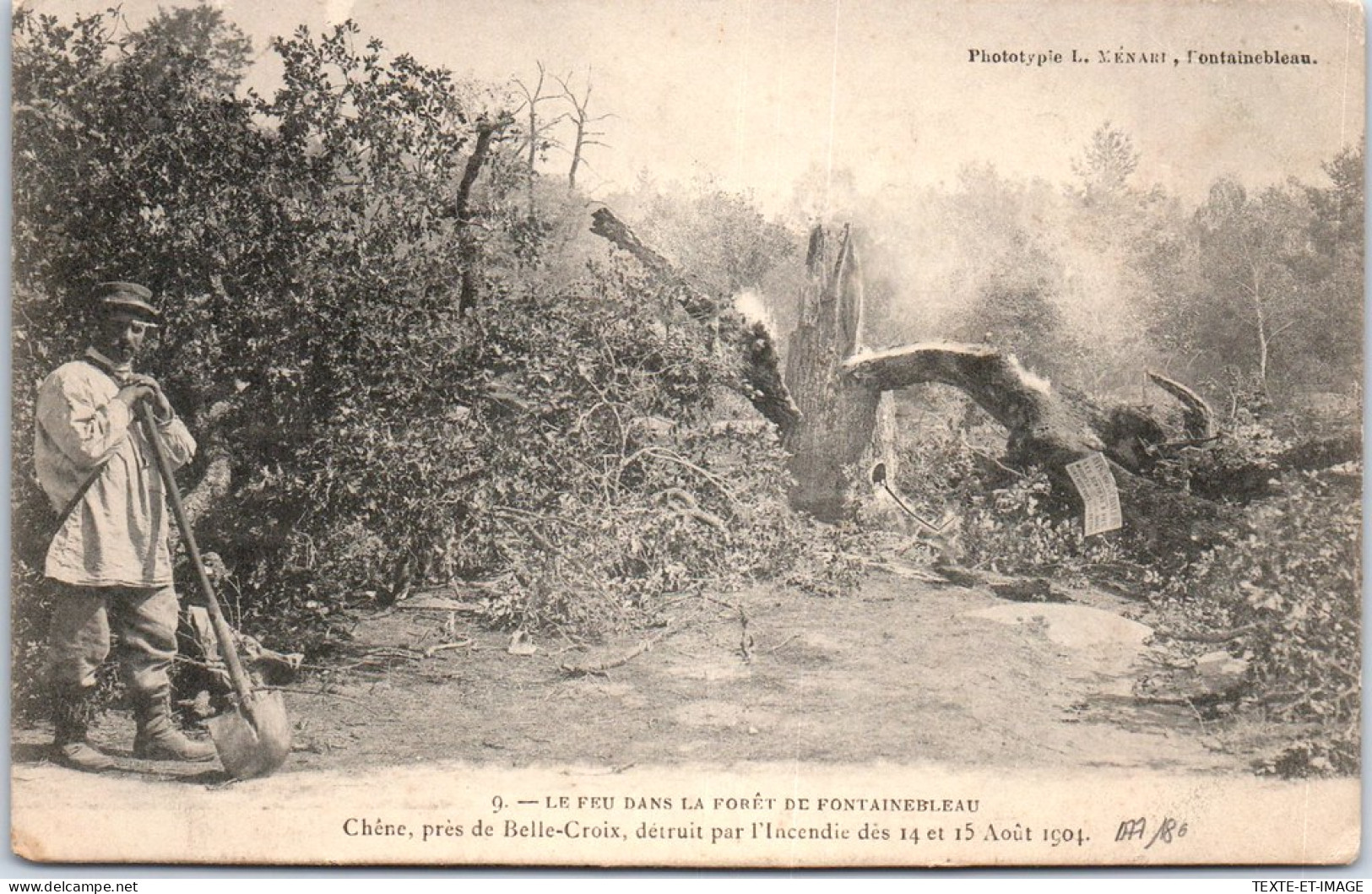 77 FONTAINEBLEAU - Aincendie De Foret 1904 - Un Chene - Fontainebleau
