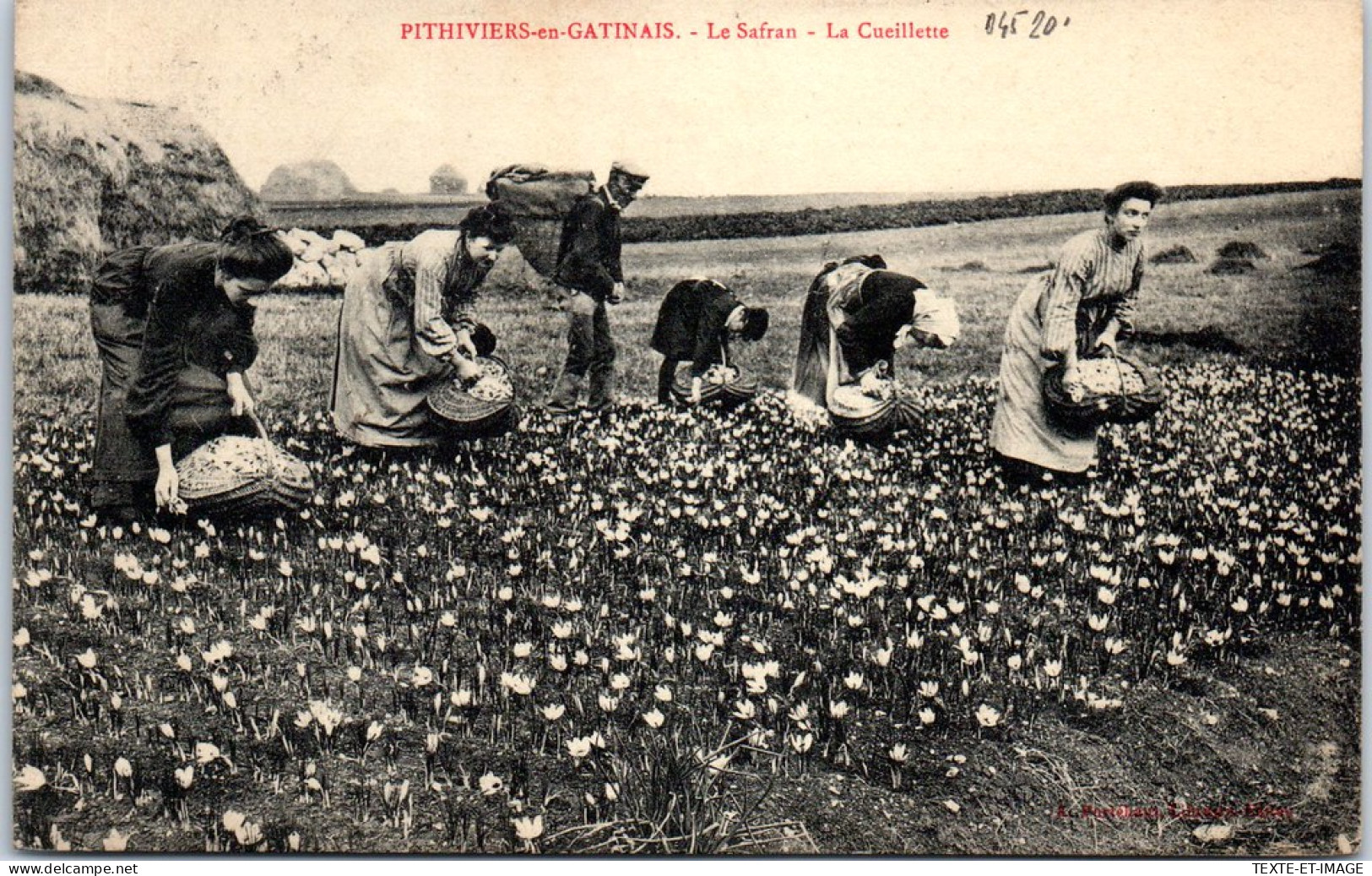 45 PITHIVIERS EN GATINAIS - Le Safran - La Cueillette  - Pithiviers