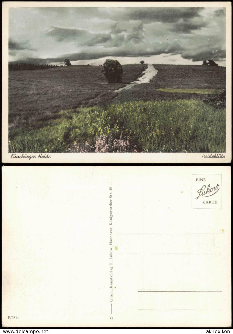 Ansichtskarte .Niedersachsen Lüneburger Heide Heideblüte 1950 - Lüneburger Heide