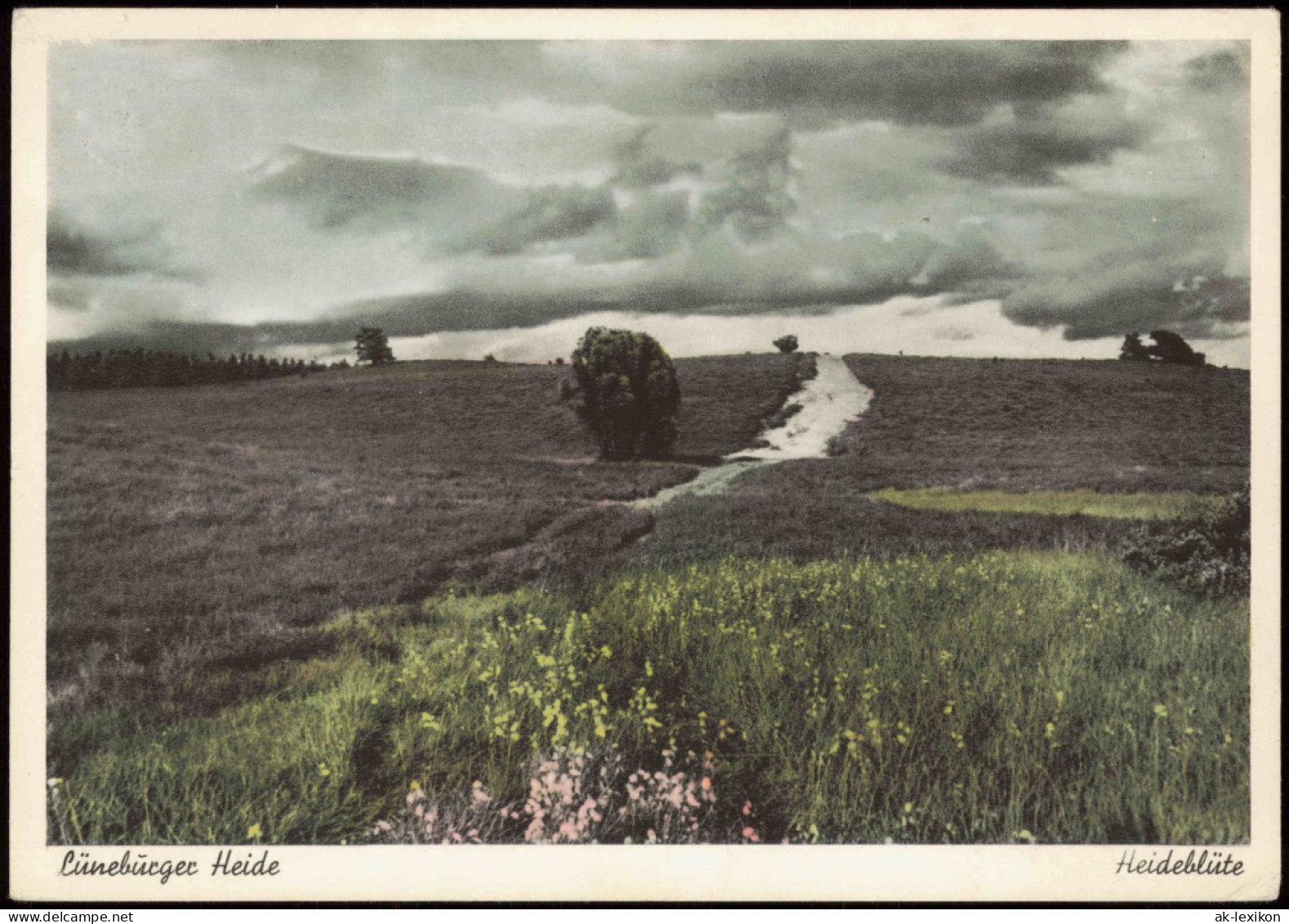 Ansichtskarte .Niedersachsen Lüneburger Heide Heideblüte 1950 - Lüneburger Heide