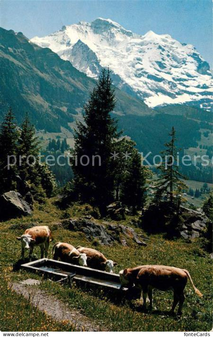 13123559 Interlaken BE Gebirgspanorama Almwiesen Kuehe Jungfrau Berner Alpen Int - Sonstige & Ohne Zuordnung