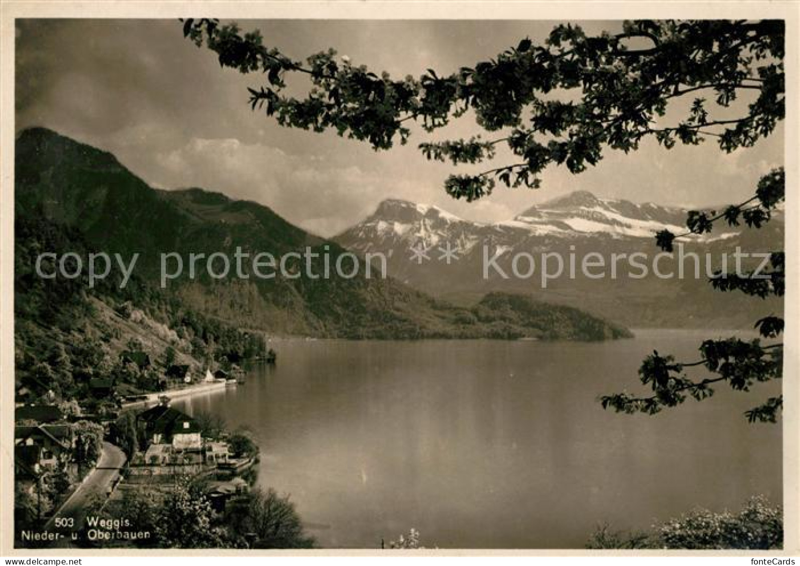 13114807 Weggis Vierwaldstaettersee Niederbauen Oberbauen Alpenpanorama Weggis - Sonstige & Ohne Zuordnung