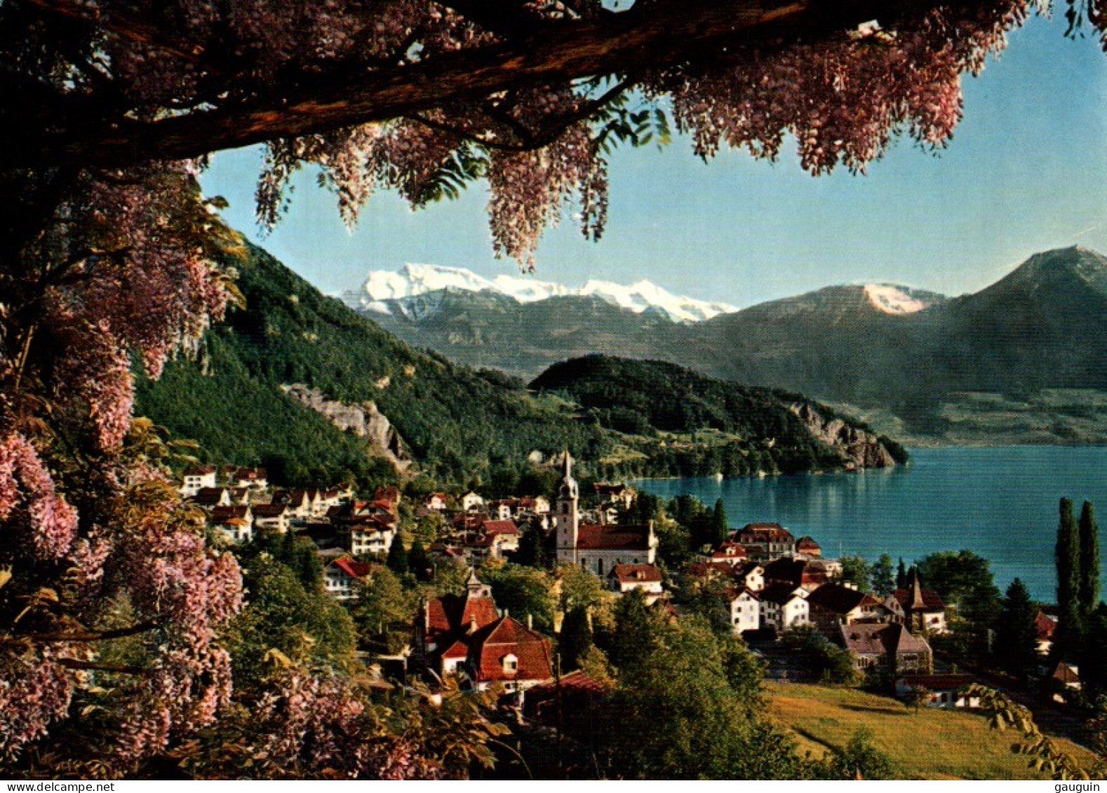 CPSM - VITZNAU - Pergola De Glycines Du Lac Des Quatre-Cantons Et Les Alpes De Nidwald ... Edition M.Bürgi - Vitznau