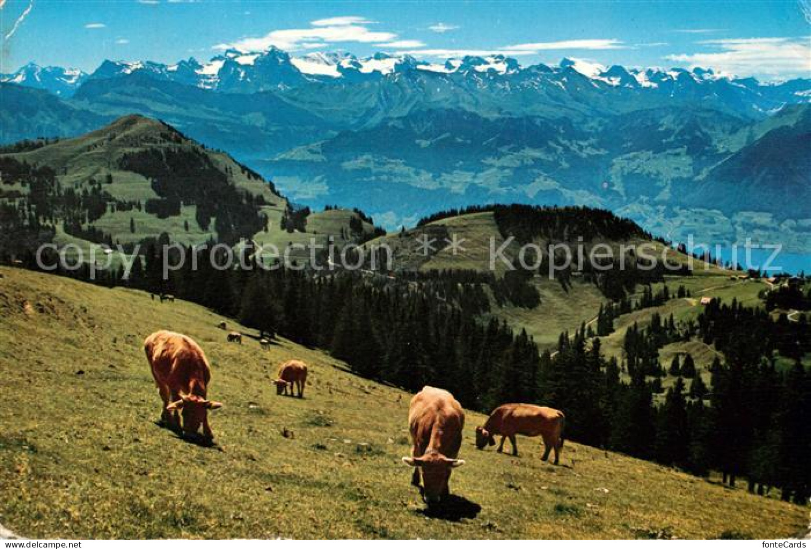 13060769 Rigi Kulm Blick Auf Urner Und Unterwaldner Alpen Rigi Kulm - Altri & Non Classificati