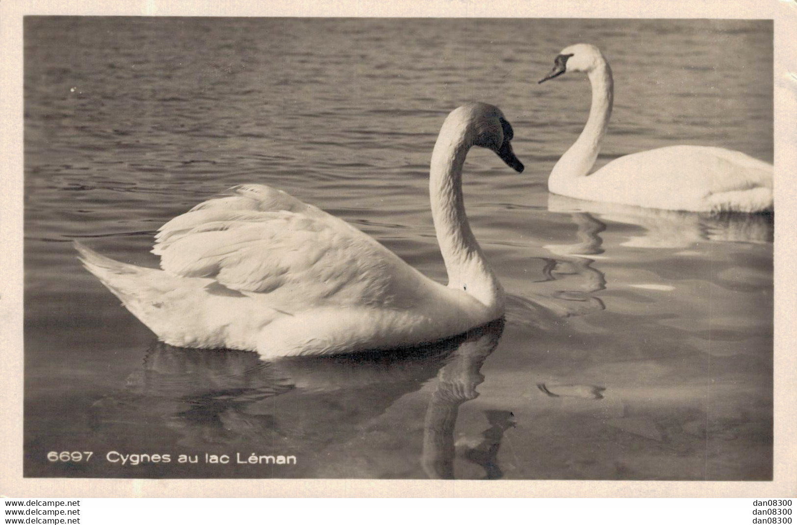 CYGNES AU LAC LEMAN - Andere & Zonder Classificatie