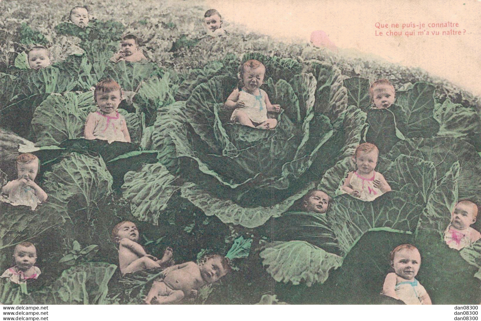 QUE NE PUIS JE CONNAITRE LE CHOU QUI M'A VU NAITRE NOMBREUX BEBES DANS DES CHOUX - Szenen & Landschaften