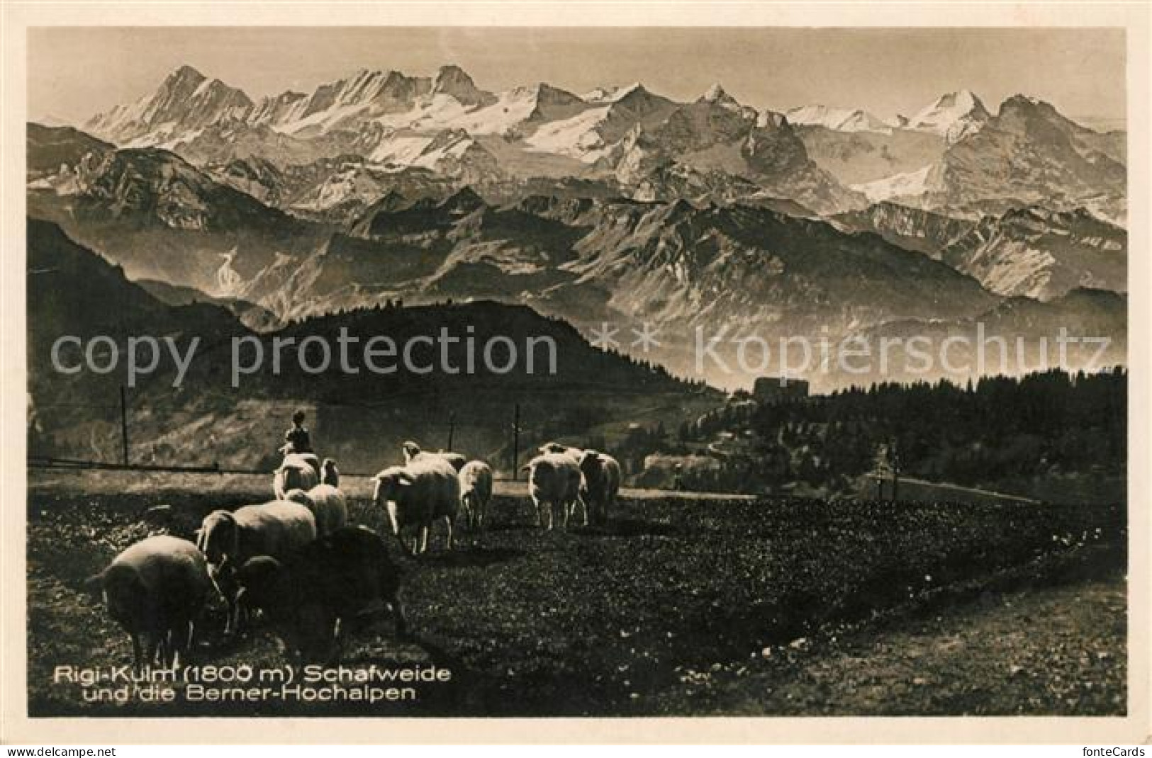 13037649 Rigi Kulm Schafweide Mit Berner Hochalpen Rigi Kulm - Andere & Zonder Classificatie