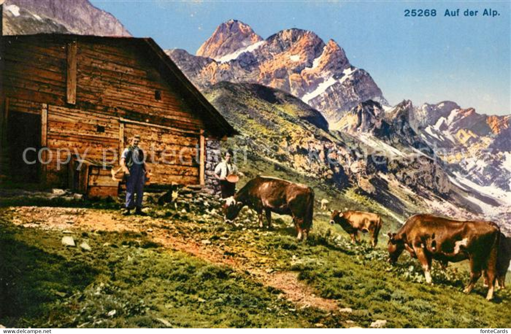 13014197 Spluegen GR Auf Der Alp Kuehe Bergbauern Alpen Spluegen GR - Autres & Non Classés