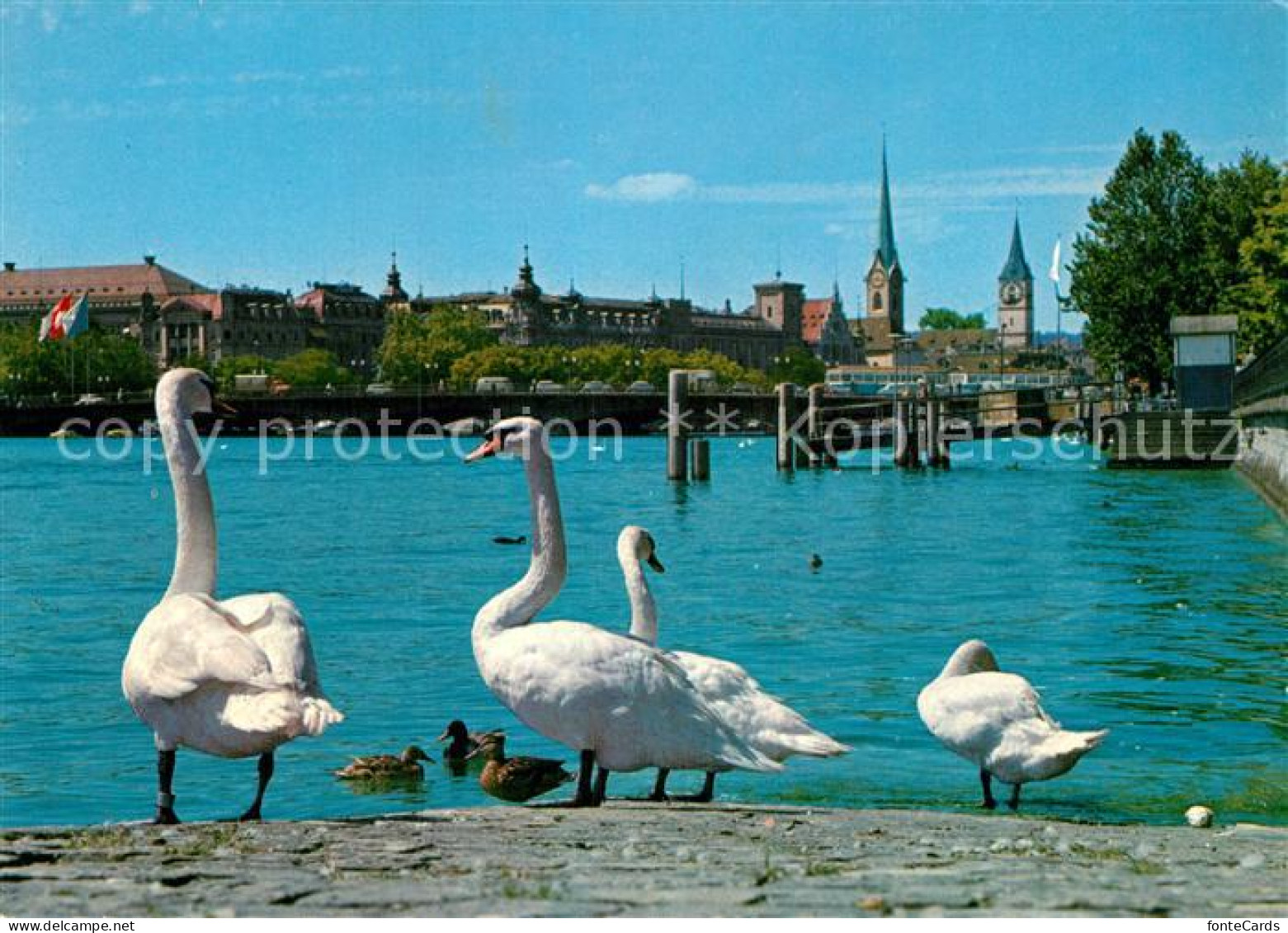 13003169 Zuerich ZH Schwaene An Der Limmat Zuerich ZH - Autres & Non Classés