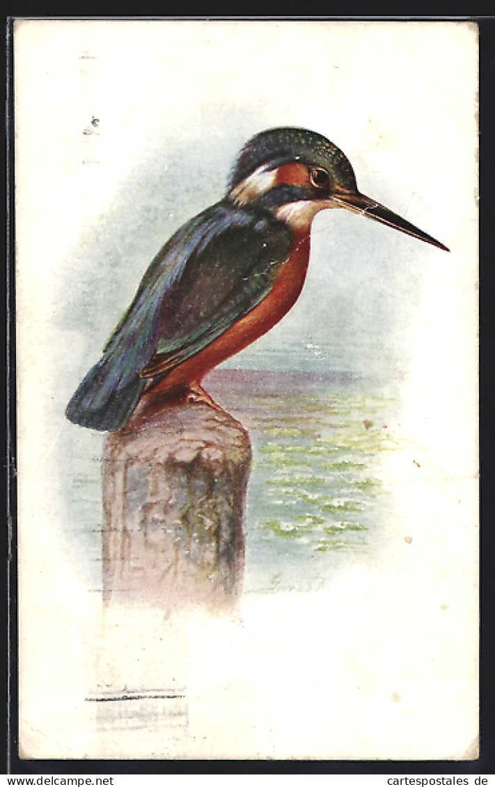 AK Kingfisher, Eisvogel Am Uferrand  - Birds