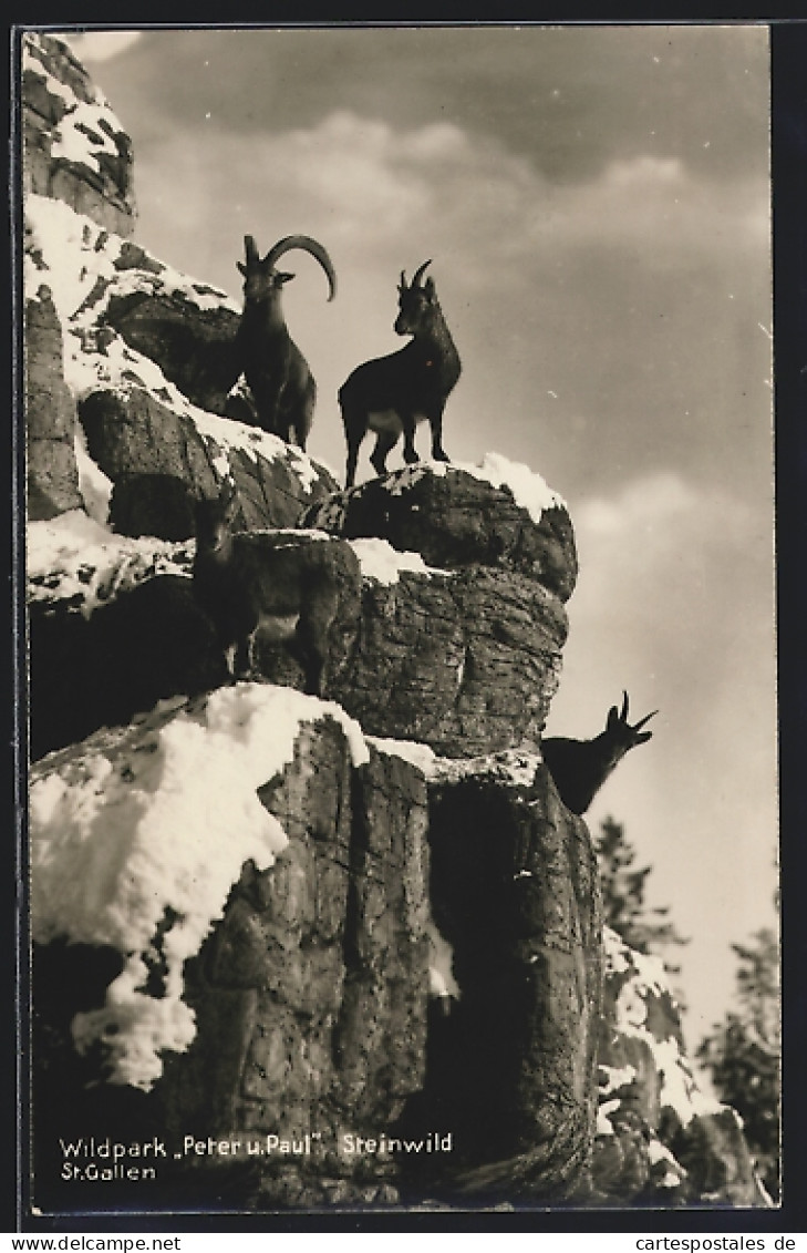 AK St. Gallen, Wildpark Peter Und Paul, Steinwild Auf Felsen  - Autres & Non Classés