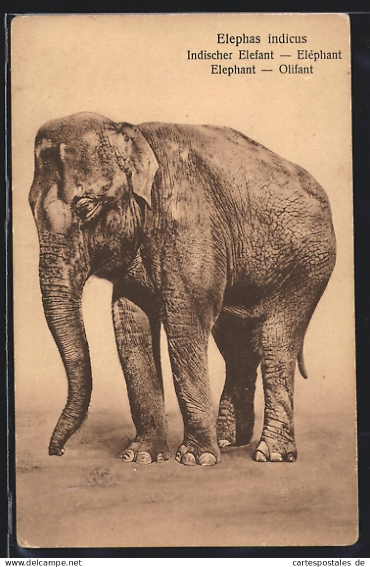 AK Indischer Elefant, Portrait  - Elephants