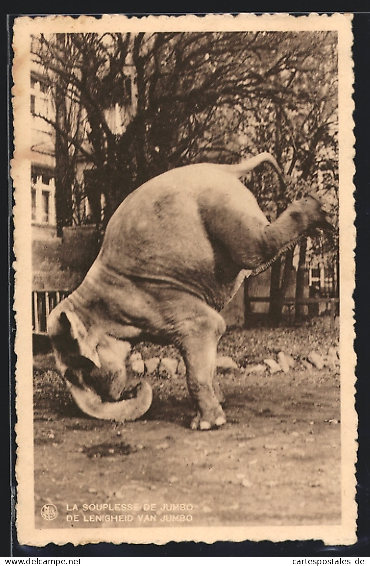 AK Elefant Beim Handstand  - Elefanti