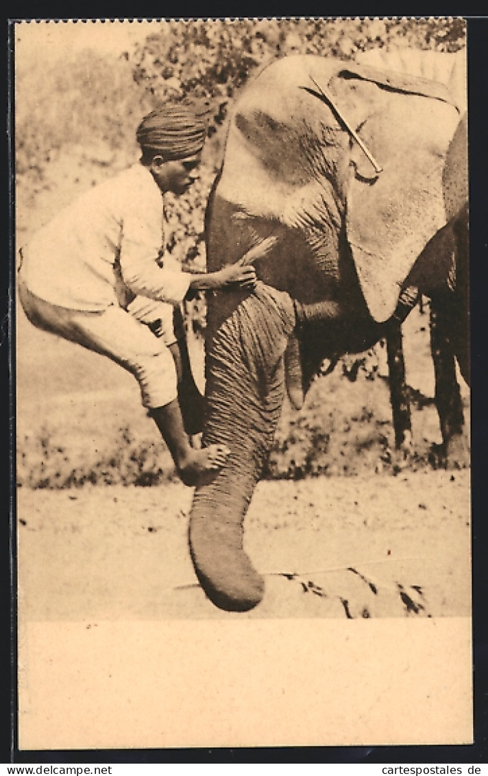 AK Elefant Als Lebende Leiter  - Éléphants