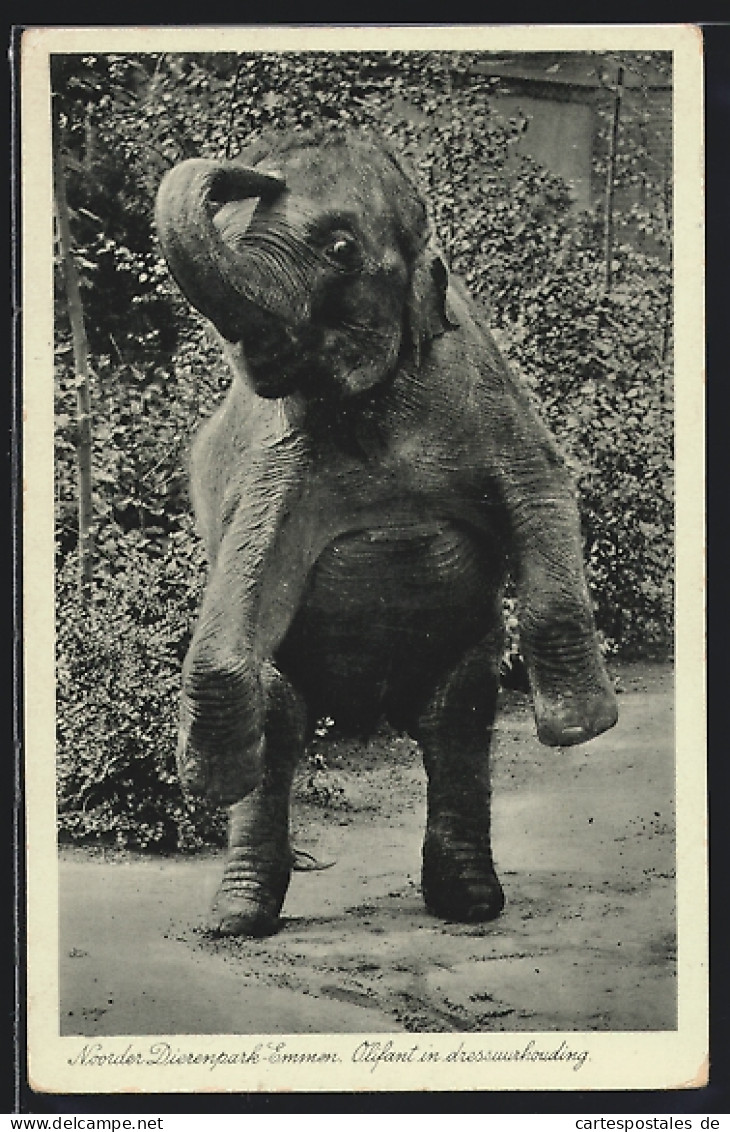 AK Emmen, Noorder-Dierenpark, Olifant In Dressuurhouding  - Elefanti